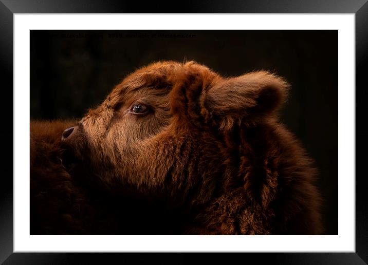 Fluffy Highland Baby Cow Framed Mounted Print by rawshutterbug 