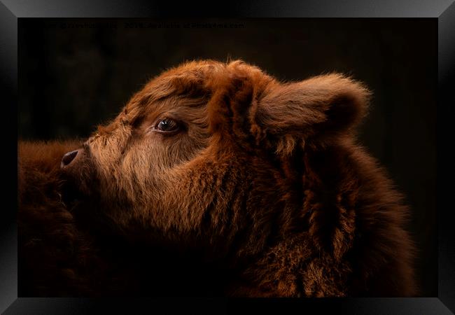 Fluffy Highland Baby Cow Framed Print by rawshutterbug 