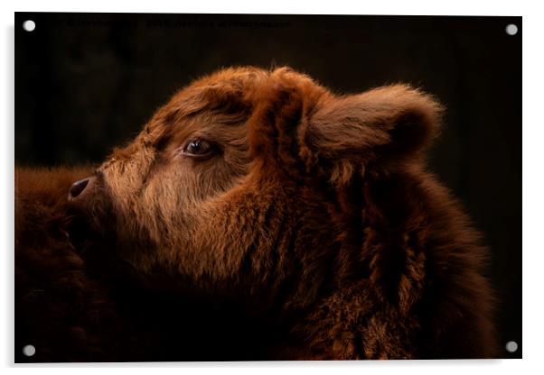 Fluffy Highland Baby Cow Acrylic by rawshutterbug 