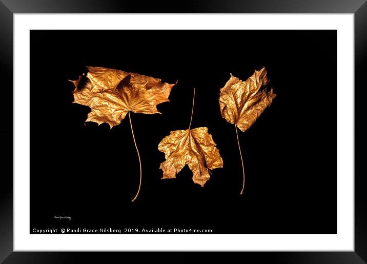 Golden Trio Framed Mounted Print by Randi Grace Nilsberg