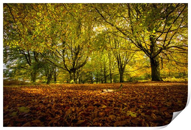Colourful blanket of autumn leaves Print by Steve Mantell