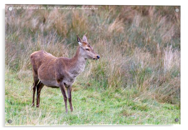 Female Red Deer Acrylic by Richard Long