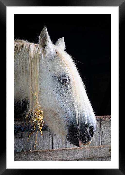 The Horse's Head Framed Mounted Print by stephen walton
