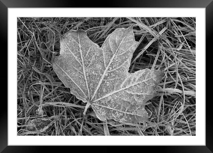 Frozen sycamore leaf Natures ice sculpture Framed Mounted Print by Andrew Heaps