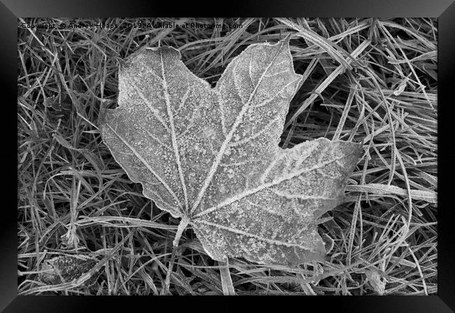 Frozen sycamore leaf Natures ice sculpture Framed Print by Andrew Heaps