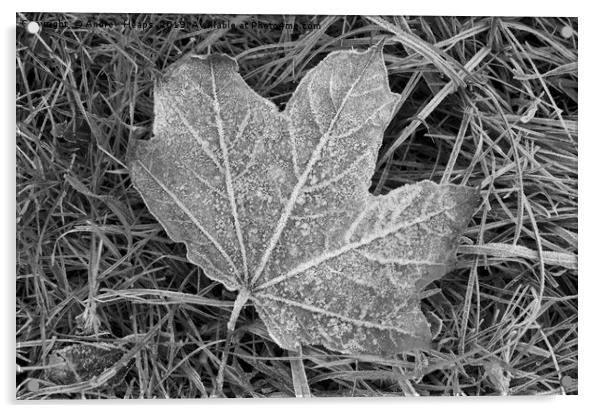 Frozen sycamore leaf Natures ice sculpture Acrylic by Andrew Heaps