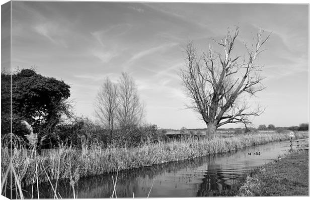 Fenland Lode Canvas Print by Terry Pearce