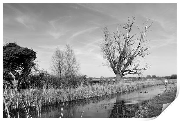 Fenland Lode Print by Terry Pearce