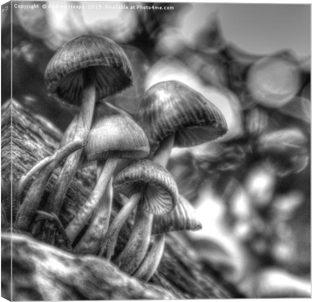 Fungi in black and white Canvas Print by Andrew Heaps