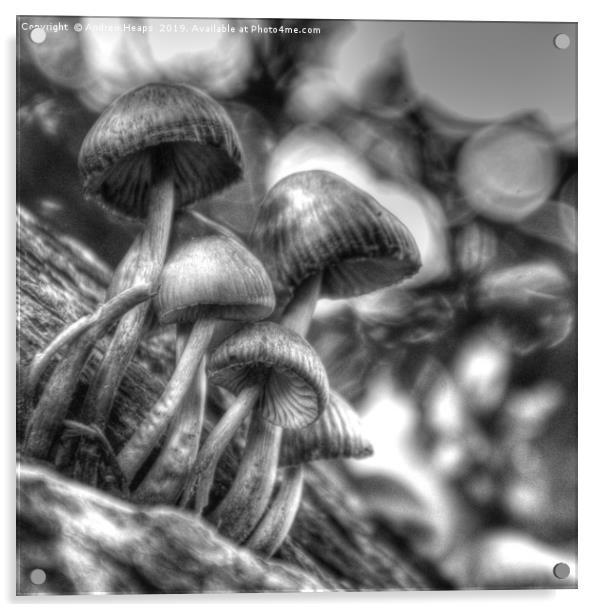 Fungi in black and white Acrylic by Andrew Heaps