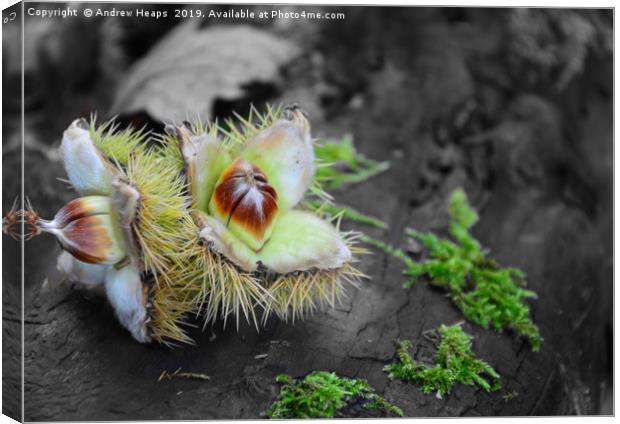 Artistic picture of sweet chestnut withe outer she Canvas Print by Andrew Heaps
