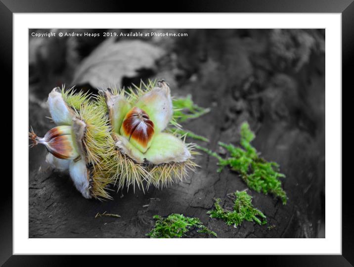 Artistic picture of sweet chestnut withe outer she Framed Mounted Print by Andrew Heaps