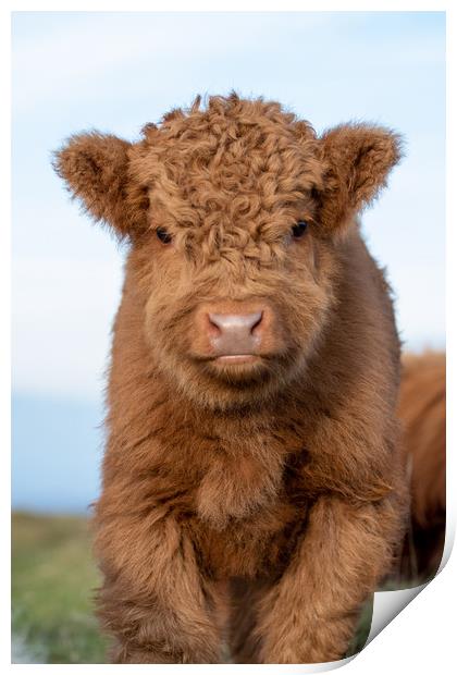 HIGHLAND CALF ON DARTMOOR NATIONAL PARK Print by Images of Devon