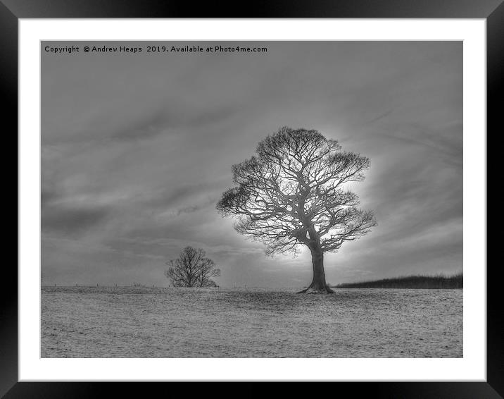 Winter scene of lonely tree. Framed Mounted Print by Andrew Heaps