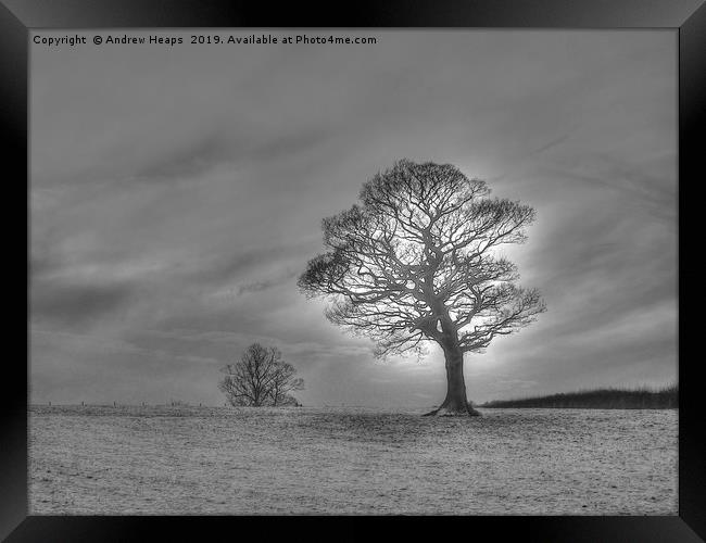 Winter scene of lonely tree. Framed Print by Andrew Heaps
