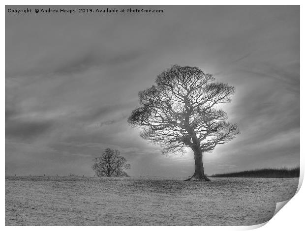 Winter scene of lonely tree. Print by Andrew Heaps
