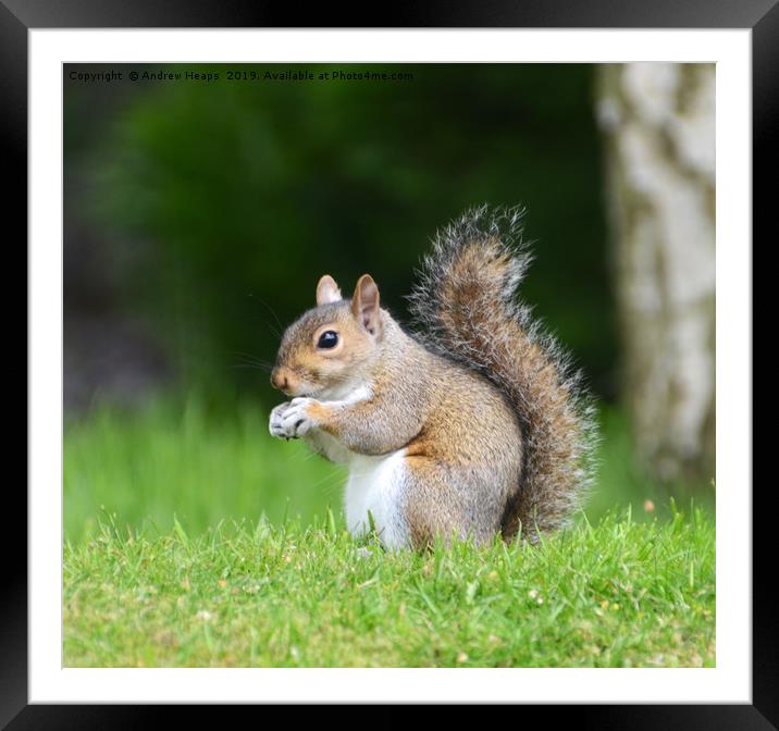 A single squirrel  Framed Mounted Print by Andrew Heaps
