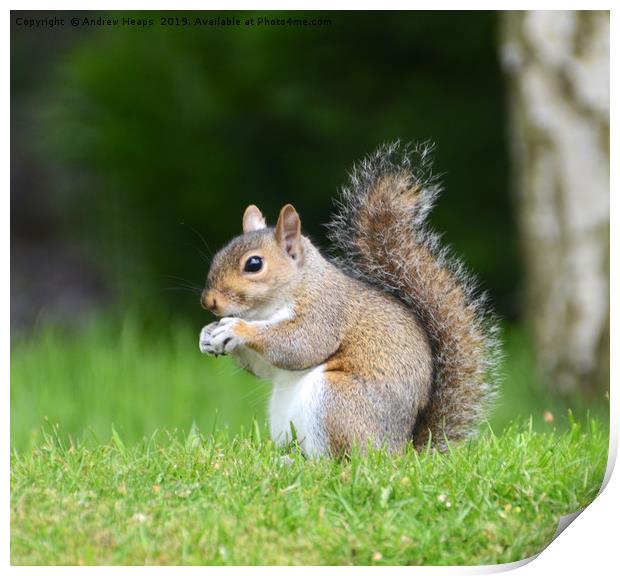 A single squirrel  Print by Andrew Heaps