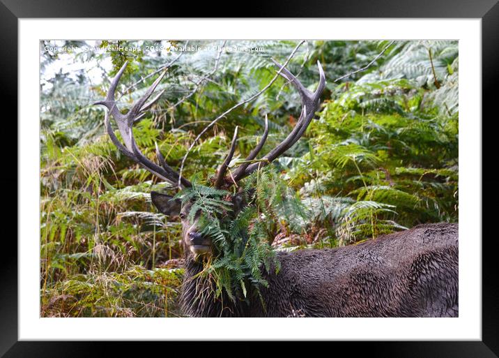 Stage deer in foliage Framed Mounted Print by Andrew Heaps