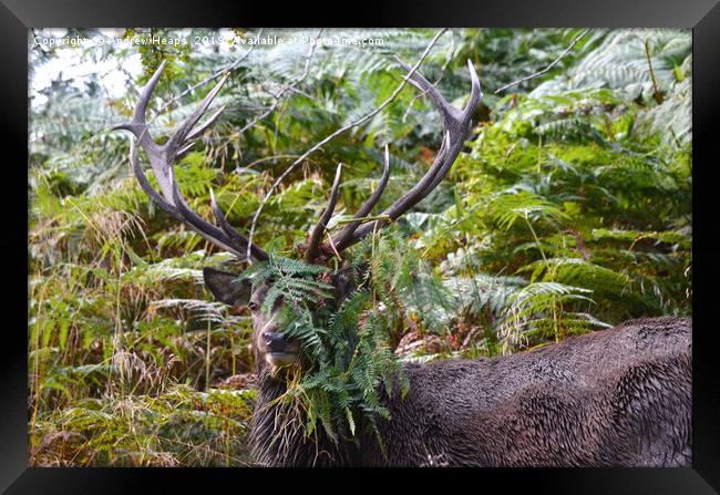 Stage deer in foliage Framed Print by Andrew Heaps