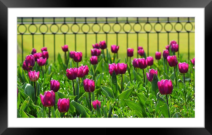 Pink Tulips Framed Mounted Print by Donna Collett