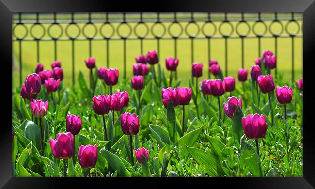 Pink Tulips Framed Print by Donna Collett