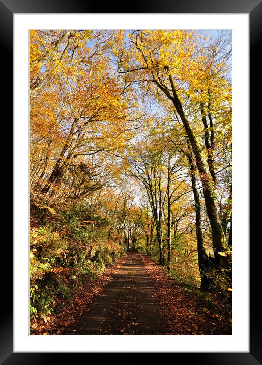 Kilminorth Woods in autumn at Looe in Cornwall Framed Mounted Print by Rosie Spooner
