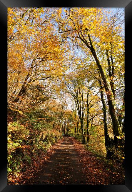 Kilminorth Woods in autumn at Looe in Cornwall Framed Print by Rosie Spooner