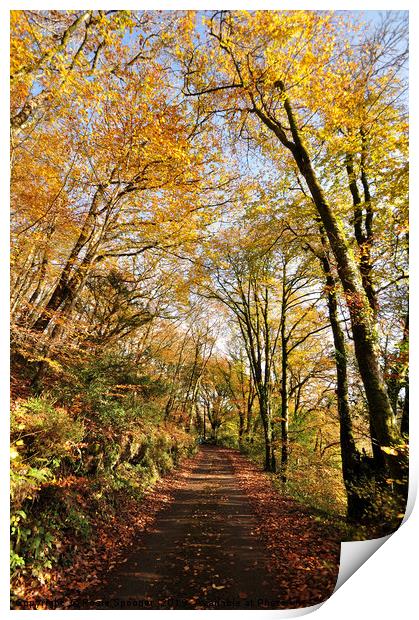 Kilminorth Woods in autumn at Looe in Cornwall Print by Rosie Spooner
