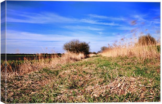 Fenland Scene Canvas Print by Terry Pearce