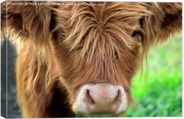 Close up of Young Highland Bull Canvas Print by Taina Sohlman