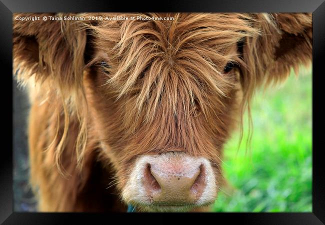 Close up of Young Highland Bull Framed Print by Taina Sohlman