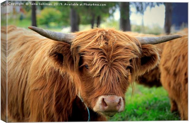 Portrait of Young Highland Bull Canvas Print by Taina Sohlman