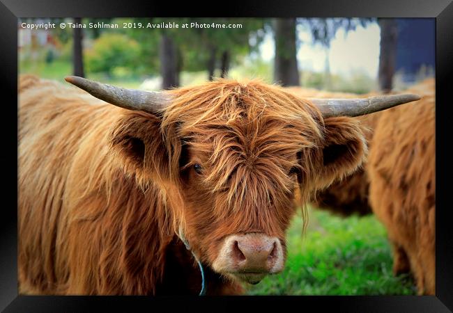 Portrait of Young Highland Bull Framed Print by Taina Sohlman
