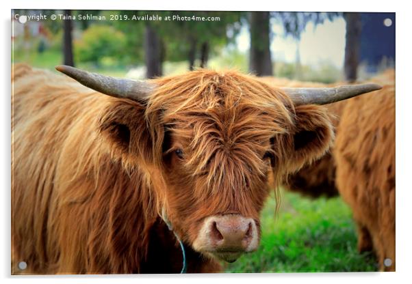 Portrait of Young Highland Bull Acrylic by Taina Sohlman