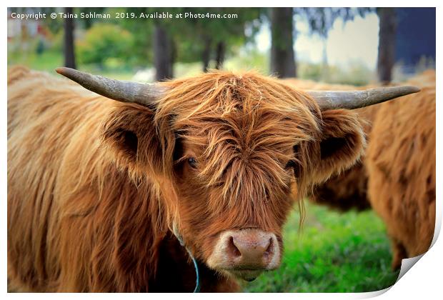 Portrait of Young Highland Bull Print by Taina Sohlman