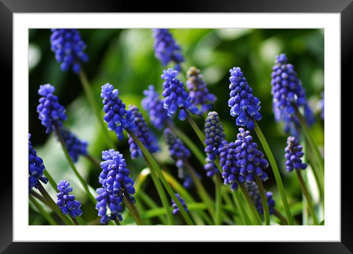 Grape Hyacinth Framed Mounted Print by Donna Collett