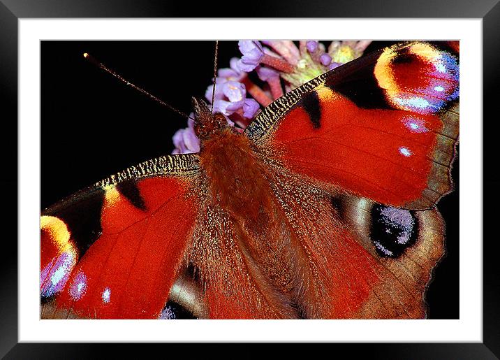The Peacock Butterfly Framed Mounted Print by stephen walton