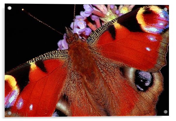 The Peacock Butterfly Acrylic by stephen walton