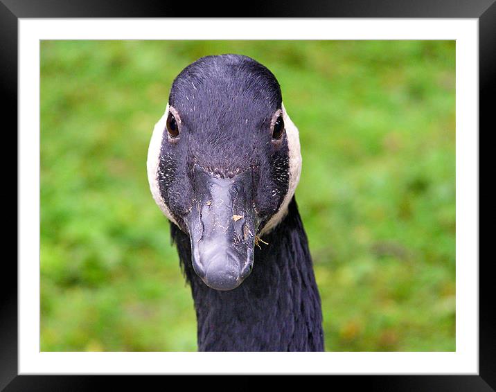 Canadian Goose Framed Mounted Print by tim bowron