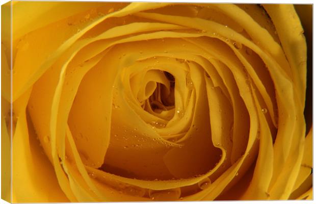 Yellow Rose with water droplets Canvas Print by Chris Turner