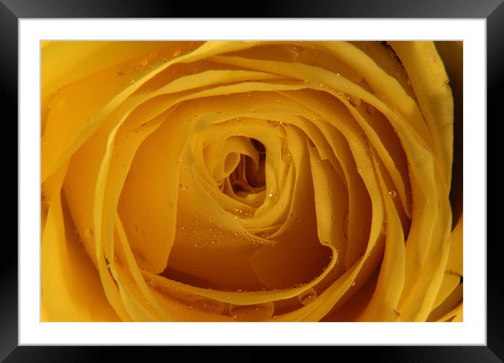 Yellow Rose with water droplets Framed Mounted Print by Chris Turner