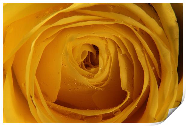 Yellow Rose with water droplets Print by Chris Turner