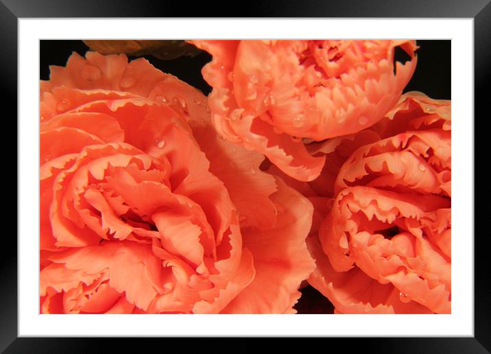 Fairtrade pink carnations Framed Mounted Print by Chris Turner