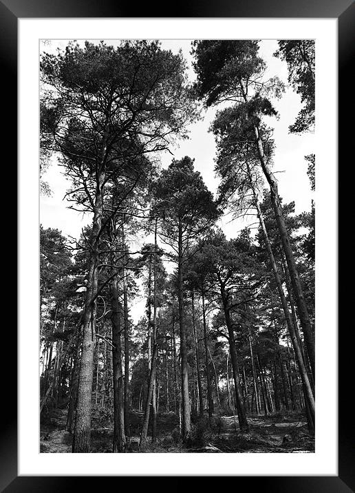 Dappled Forest, Ockham, Surrey Framed Mounted Print by David Gardener