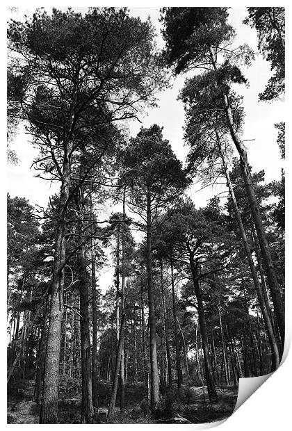 Dappled Forest, Ockham, Surrey Print by David Gardener