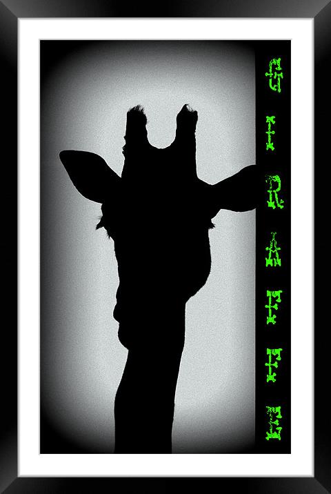 Giraffe! Framed Mounted Print by Louise Godwin