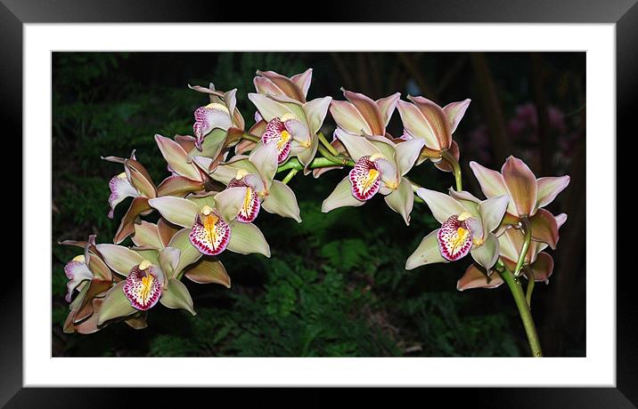 Cymbidium ( Orchid Spray) Framed Mounted Print by Ray Lewis