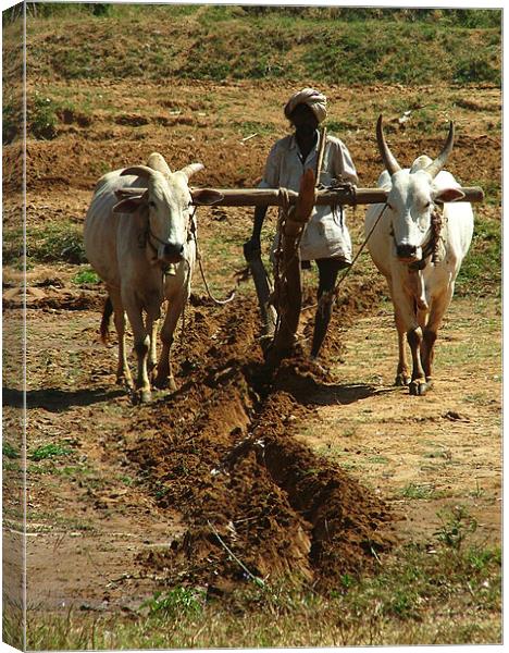 Oxen Plough Karnataka Canvas Print by Serena Bowles