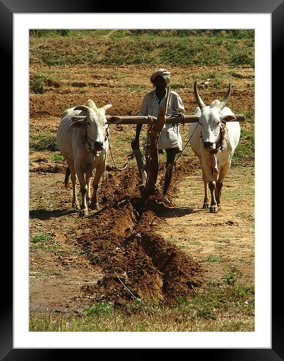 Oxen Plough Karnataka Framed Mounted Print by Serena Bowles